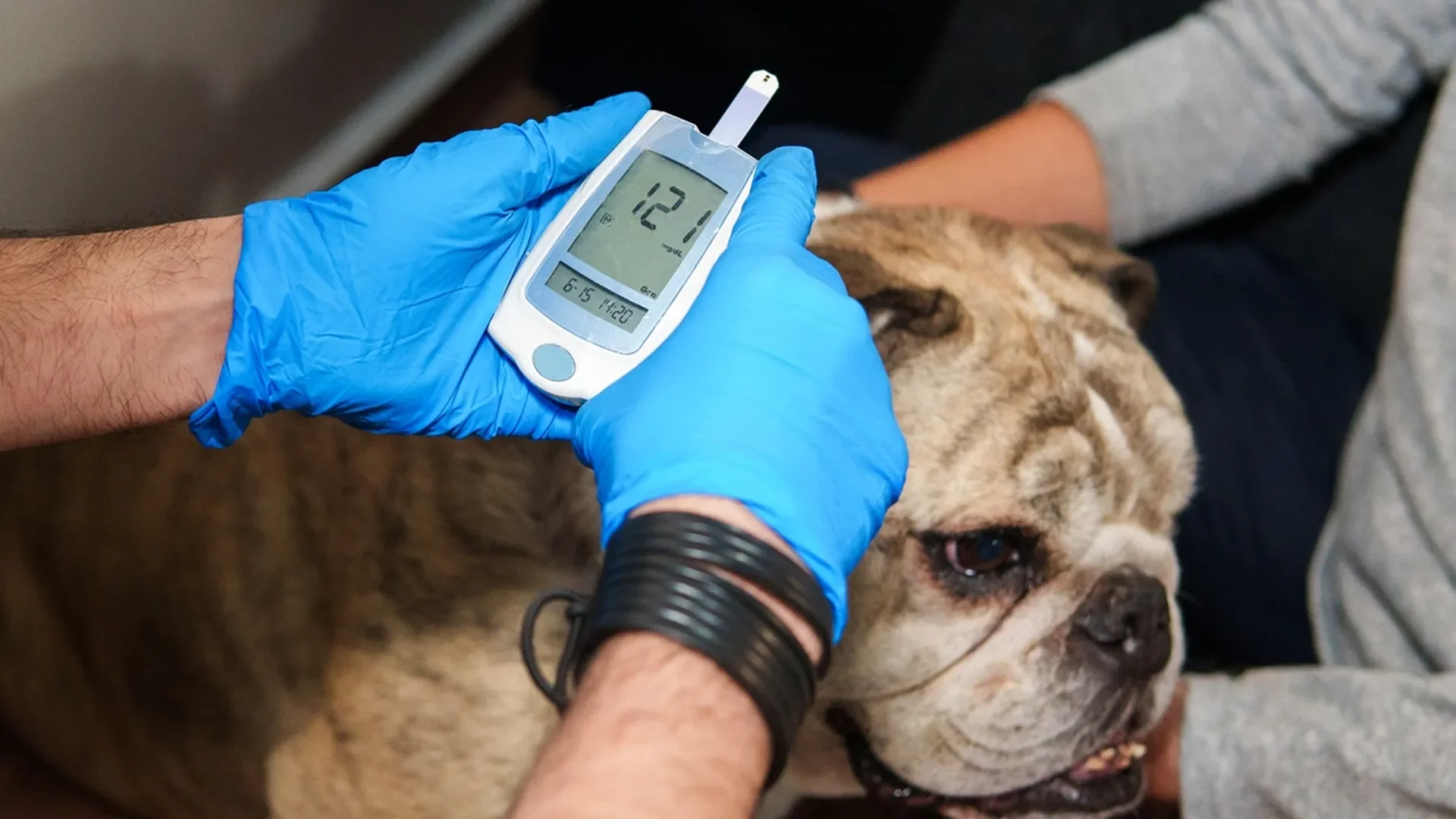 Clínica Veterinária Popular em Porto Alegre – Qualidade, carinho e preço baixo para cuidar do seu pet