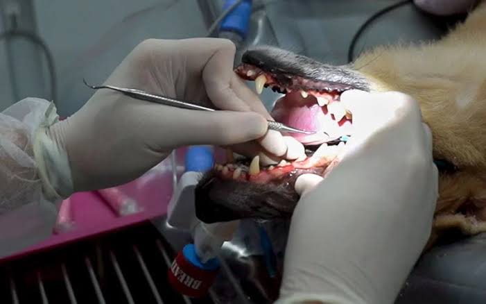 Profilaxia Dentária para Cães e Gatos em Porto Alegre | Limpeza de Tártaro com Preço Acessível